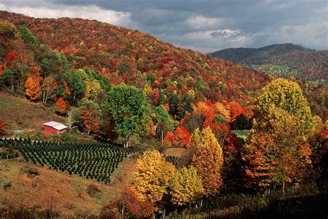 October heat could affect fall colors for leaf lookers in NC | Charlotte Observer