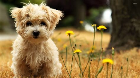 West Highland White Terrier puppy wallpaper - Animal wallpapers - #19907