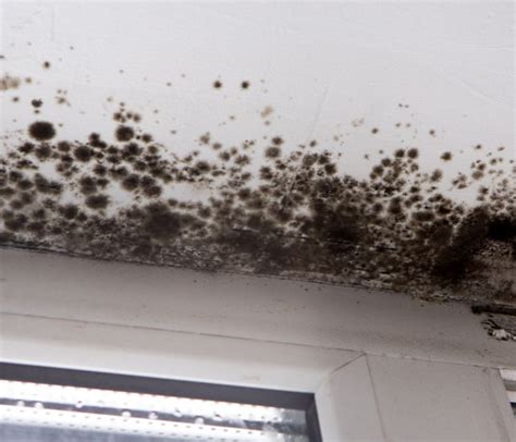 The Dangers Explained: Mold Growth After Water Damage