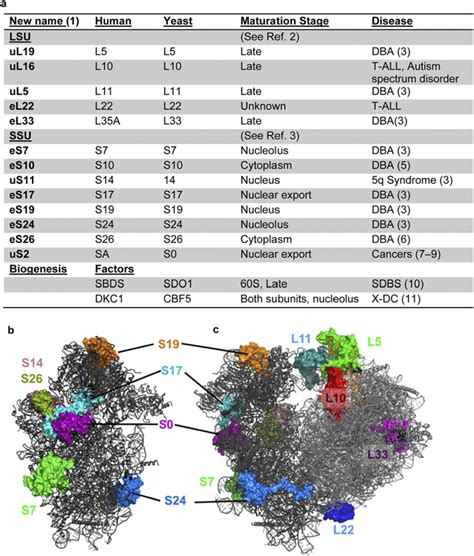 Fig. S4. Structural and " biogenesis " analysis of ribosomal proteins... | Download Scientific ...