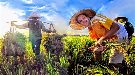 Here in Vietnam the first rice of the year is ready for harvest! Vietnam is the world's third ...