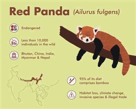 The Animals Of Bamboo Forests - Wildlife SOS