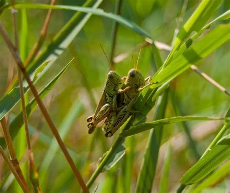 11 Different Types of Crickets (Plus FAQs) - Animals HQ