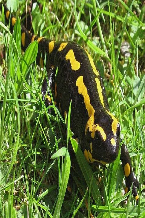 Fire Salamander Habitat, Behaviour Diet Reproduction And Toxicity | Salamandre, Animaux, Animaux ...