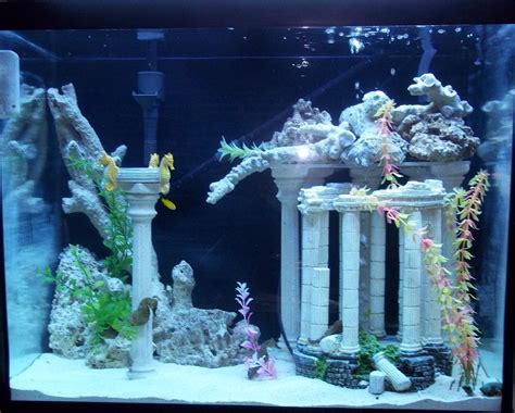 As 25 melhores ideias de Seahorse aquarium no Pinterest | Cavalos ...