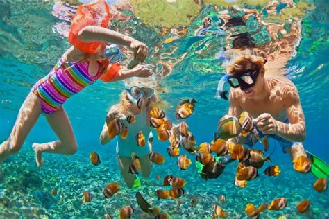 Maui Snorkeling Guide for August 2024 | Island Life Hawaii