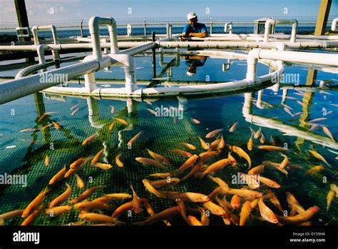 Aquaculture Tilapia Farming