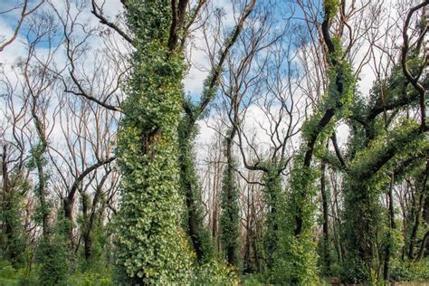 Australian Bushfires Aftermath: Eucalyptus Trees Recovering after Severe Fire Damage Stock Image ...