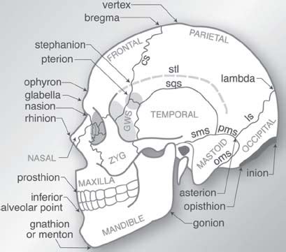 Neuroanatomy | Neupsy Key