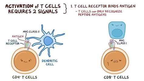 T-cell activation: Video, Anatomy & Definition | Osmosis