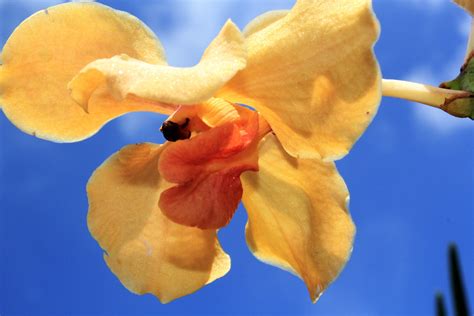 Yellow Orchids Free Stock Photo - Public Domain Pictures