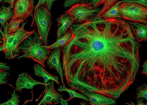 Fluorescent cells grown using CMOS image sensors