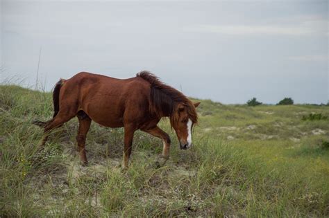 Shackleford Banks | Outdoor Project