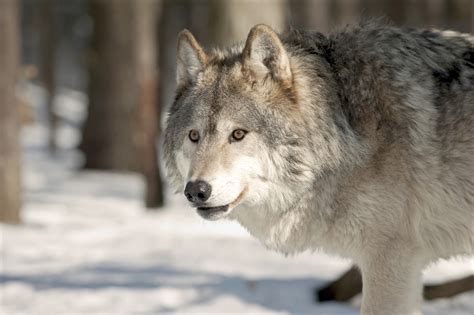 Court Rules Gray Wolves Remain Endangered in Western Great Lakes - NBC News