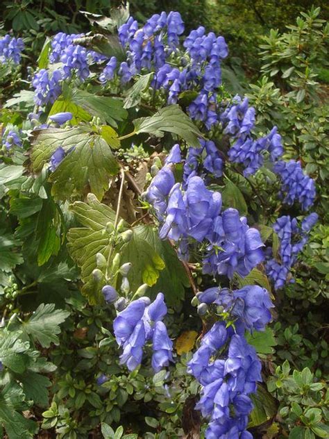 Wolfsbane...misanthropy | House plants, Victorian flowers, Plants