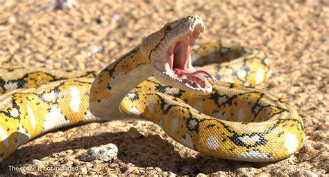 3D yellow python snake attack - TurboSquid CheckMate Certified Model ...