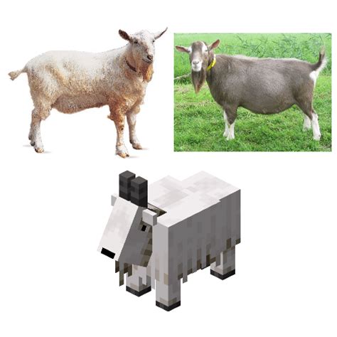 Minecraft goats are most likely Saanen or Toggenburg goats, since if ...