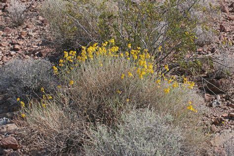 11 Best Plants of the Mojave Desert ideas | mojave desert, plants, mojave