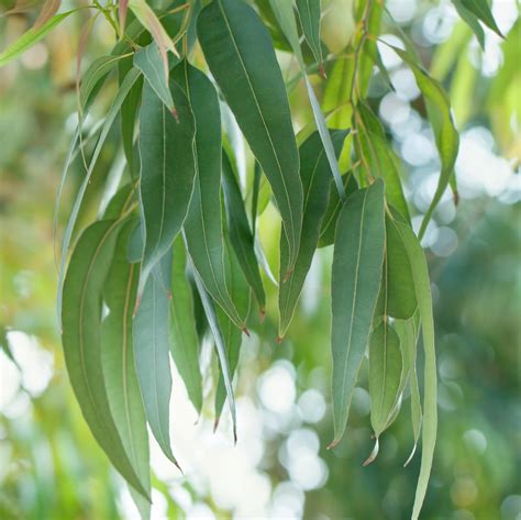 200 Eucalyptus globulus fresh Leaves cuttings Eucalyptus | Etsy