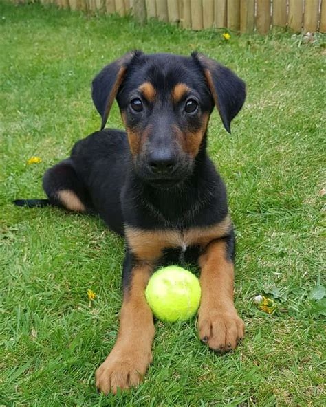 Is the German Shepherd Doberman mix the dog for you? - K9 Web