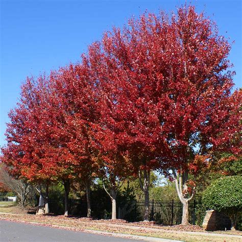 Celebration Maple Trees for Sale | FastGrowingTrees.com