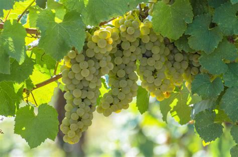 What is Chardonnay? Characteristics and food pairings - Alessandro Berselli