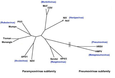 Paramyxoviridae (Mumps) | LSBio