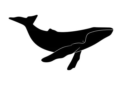 Humpback Whale stock vectors - iStock