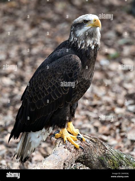 Bald Eagle Juvenile bird close-up profile view perched on a log ...