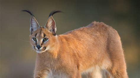 Caracal | San Diego Zoo Animals & Plants