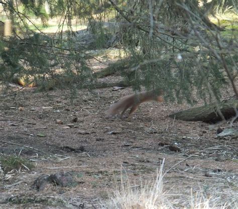 Nick Patel's Wildlife Blog: Centerparcs, Whinfell forest