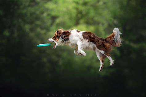 How Do You Photograph A Dog In Action