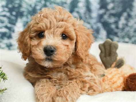 Poochon Puppy | Teddy bear puppies, Poochon puppies, Puppies