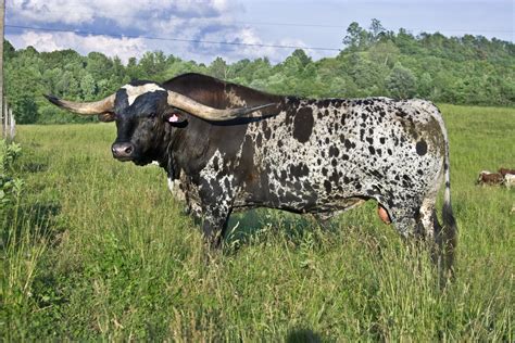 Texas Longhorn Cattle Photos