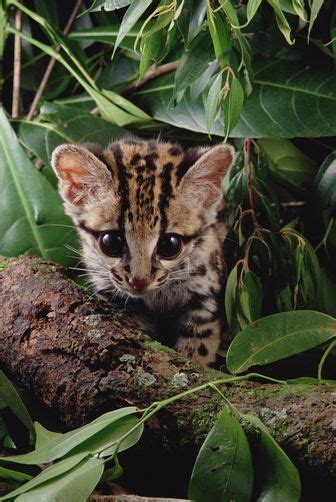 the cutest margay kitten ever!!! | Small wild cats, Animals wild, Cute cats