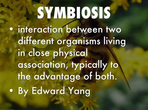 Copy of Symbiosis by Edward Yang