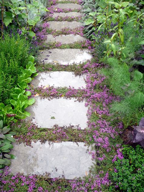 Creeping Thyme - Easy herbal ground cover. Drought tolerant, repels insects, and can even be ...