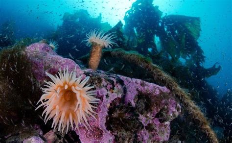 Anemones grow over pink, encrusting algae below a lush kelp forest in Franz Josef Land, in the ...