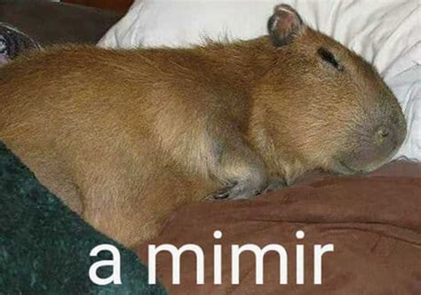 A Mimir Meme Discover more interesting A Mimir, Animal, Capybara, Cat memes. https://www ...