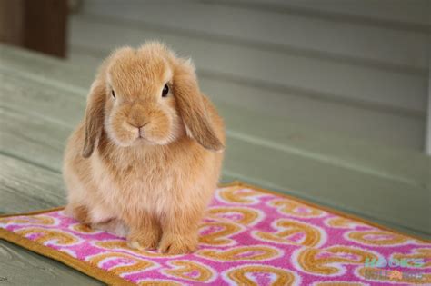 Holland Lop Color Chart - Holland Lop Rabbit Colors - Ohio Holland Lops