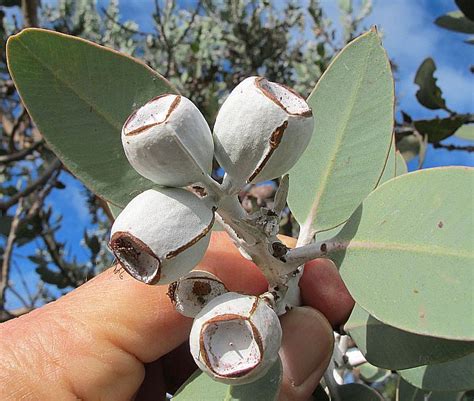 Esperance Wildflowers: Eucalyptus pleurocarpa – Tallerack