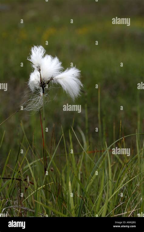 Common marsh grass hi-res stock photography and images - Alamy