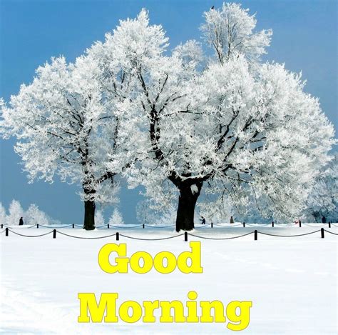 100+ Best Good Morning Winter Images With Quotes - Good Morning