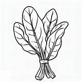Spinach coloring pages  ColoringLib sketch template
