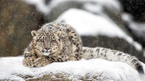 60% of snow leopard habitats are in China: report - CGTN