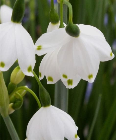 Leucojum aestivum Gravetye Giant - Leucojum Aestivum - Fall 2015 Flower Bulbs | Bulb flowers ...