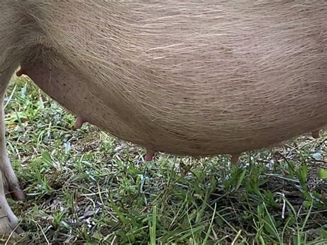 Mini Pig Pregnancy | BackYardHerds - Goats, Horses, Sheep, Pigs & more