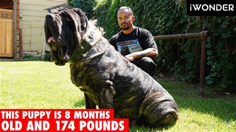 The Largest Puppy In The World The American Molossus - YouTube