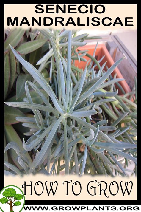 Senecio mandraliscae - How to grow & care