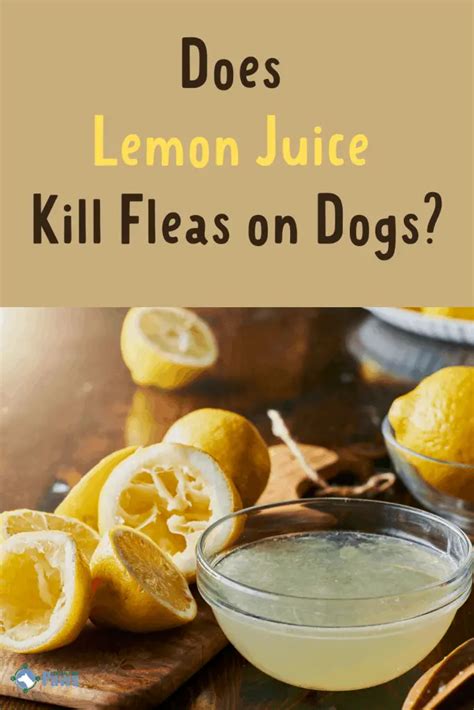 Does Lemon Juice Kill Fleas On Dogs? + DIY Natural Flea Repellent Spray!